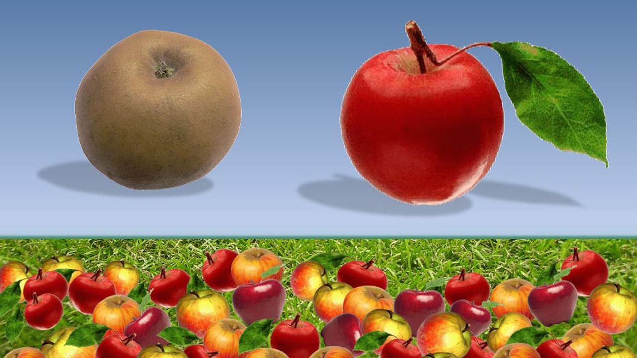 Versini - Pomme de reinette - YourKidTv