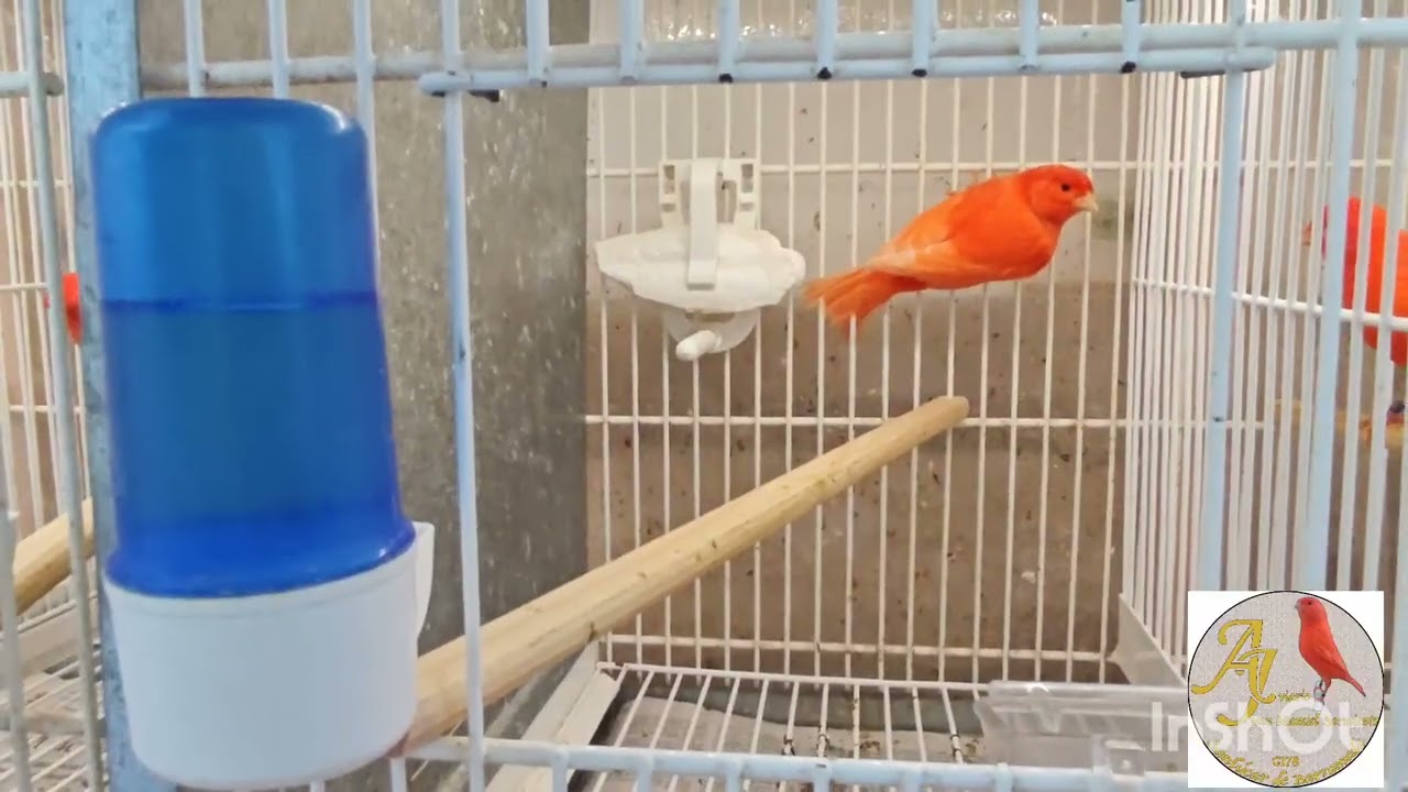 Emparejando para preparar la temporada de cria 2026♀️🐦♂️🐦
