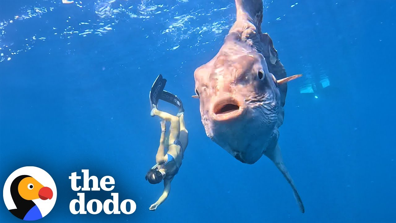 2,000 Pound Creature Swims Up To Free Diver | The Dodo