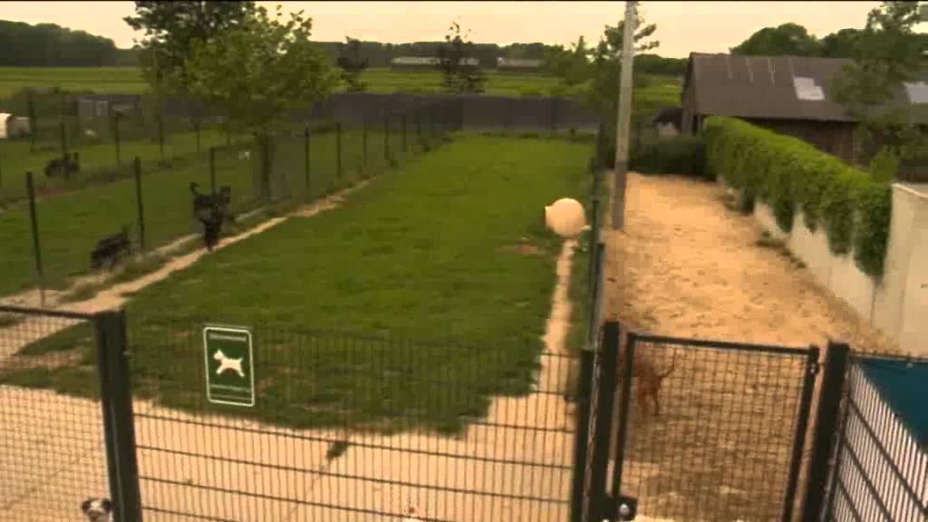 Dierenpension Annemiek