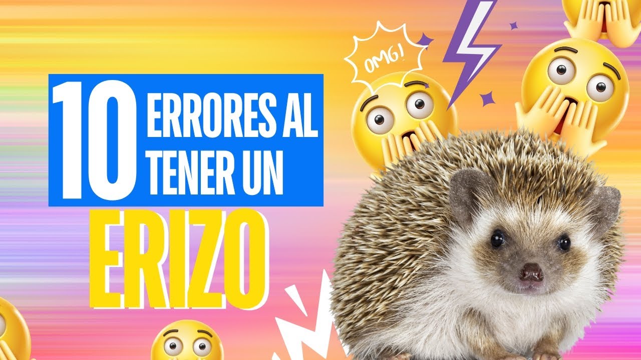 10 errores comunes al tener un erizo | Erizoo México | Venta de Erizos  en México