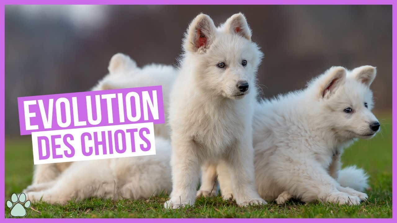 Évolution des chiots : de la naissance au sevrage