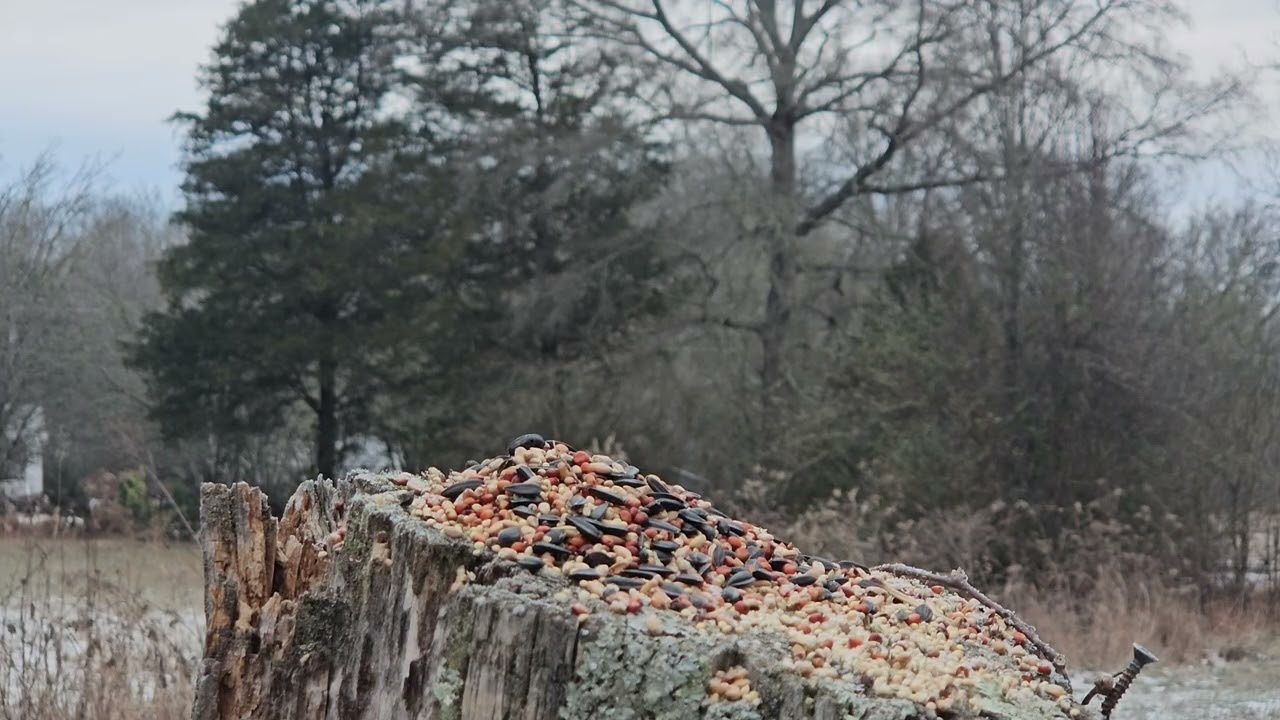 Oh boy woody wood pecker
