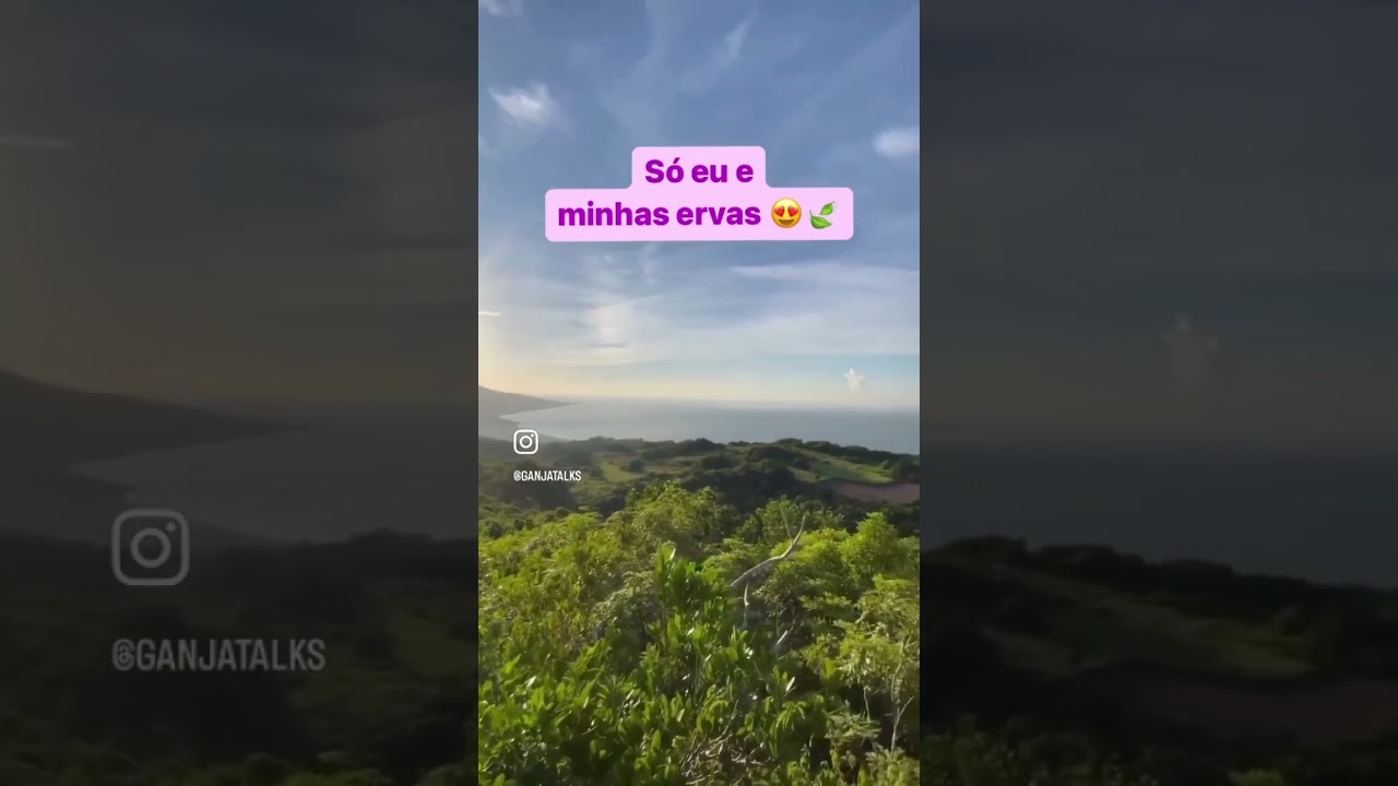 Ervas medicinais 🙏 #hempadao #ganjatalks