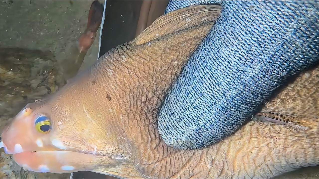 Live Stream 🟢 –Octopus Too Smart? Nope, Caught！ #diving #fishing #seafood #shorts