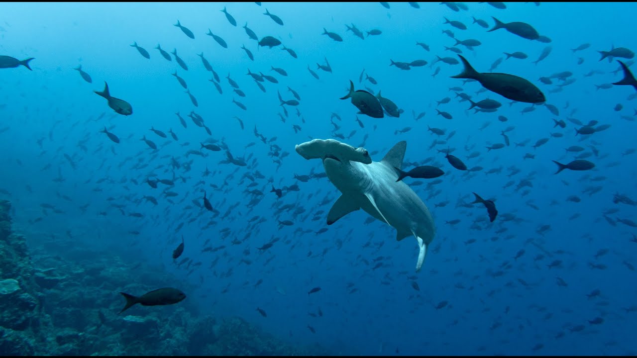 Cocos Island Scuba Diving