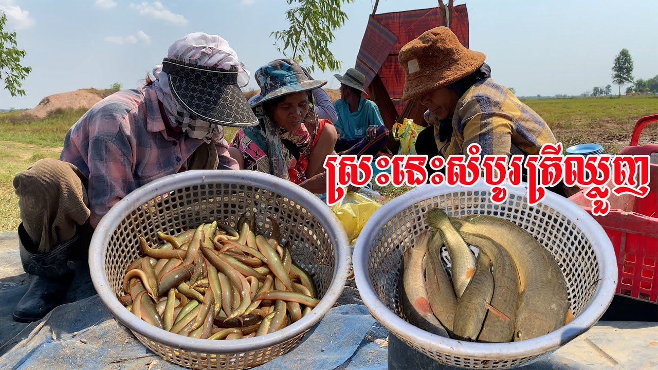 ល្អៗដល់ហេីយ​ មួយស្រះនេះសំបូរតែត្រីឈ្លួញ​មិនសូរសំបូរត្រីធំទេ