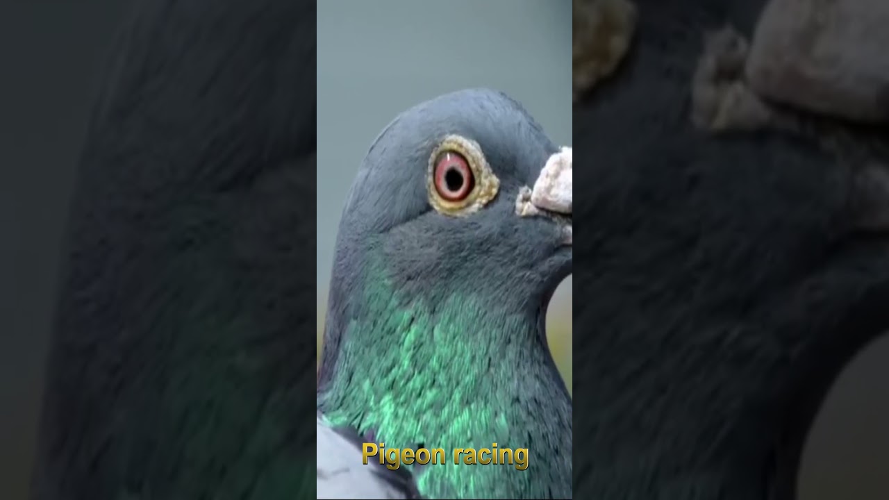 National winner Belgium #波治 #pigeonracing
