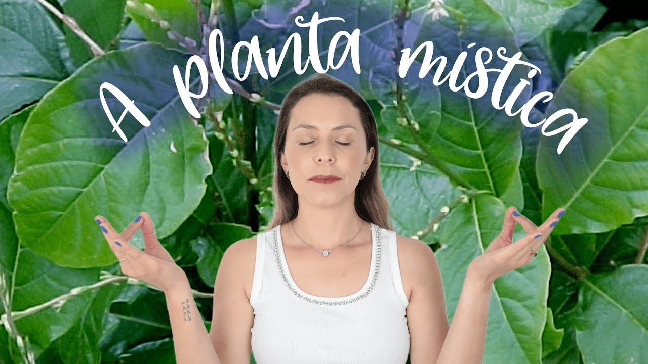 GUINÉ | O que não te contaram sobre essa planta