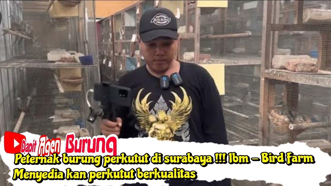 Peternak burung perkutut di surabaya !!! Ibm - Bird Farm !!! Menyedia kan perkutut berkualitas