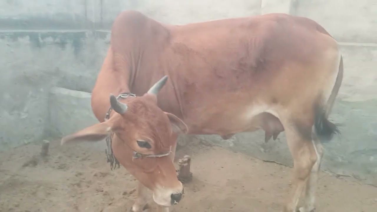 हैलो दोस्तो यह गाय बिकाऊ है किसी भाई को लेना है तों तुरंत मेसेज कर सकते हैं 🤳