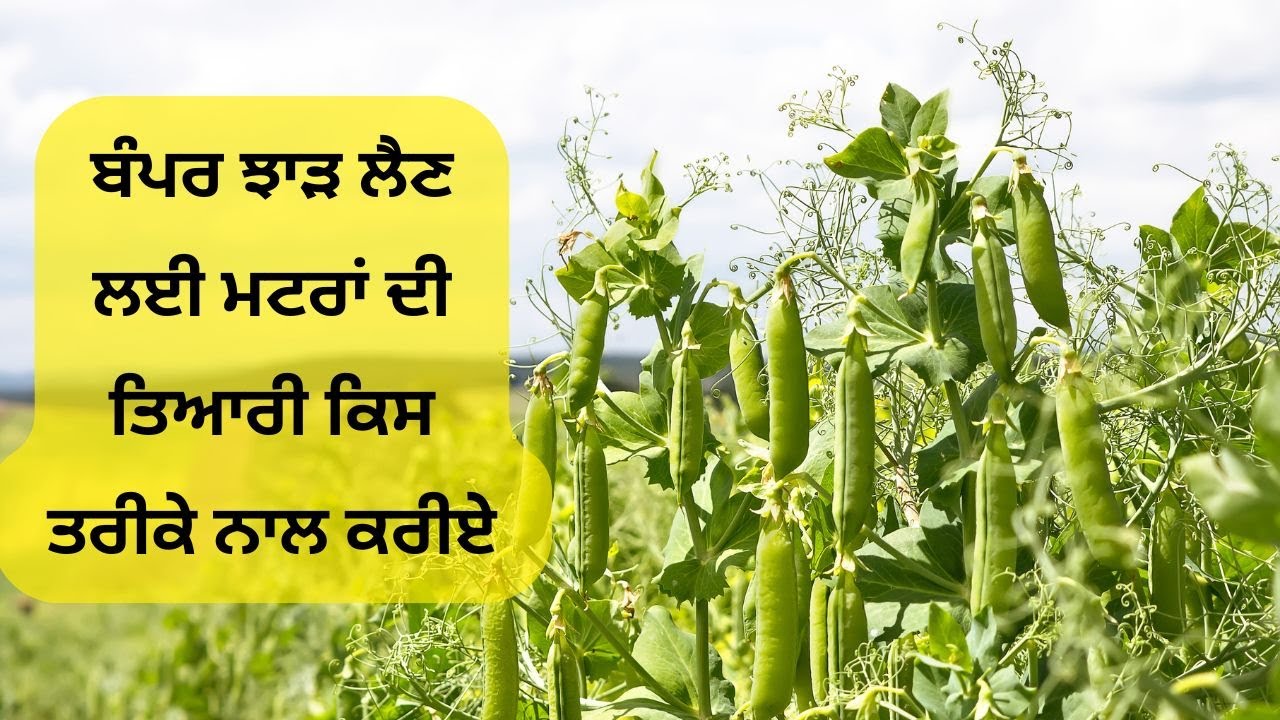 ਬੰਪਰ ਝਾੜ ਲੈਣ ਲਈ ਮਟਰਾਂ ਦੀ ਤਿਆਰੀ ਕਿਸ ਤਰੀਕੇ ਨਾਲ ਕਰੀਏ ਪੰਜਾਬ ਵਿੱਚ ਮਟਰਾਂ ਦੀ ਖੇਤੀ ਕਿਵੇਂ ਕਰੀਏ