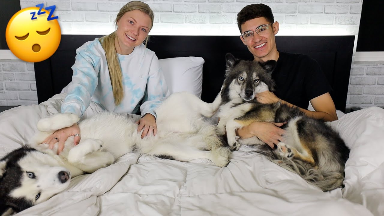 Night Time Routine With Our Two Needy Huskies!