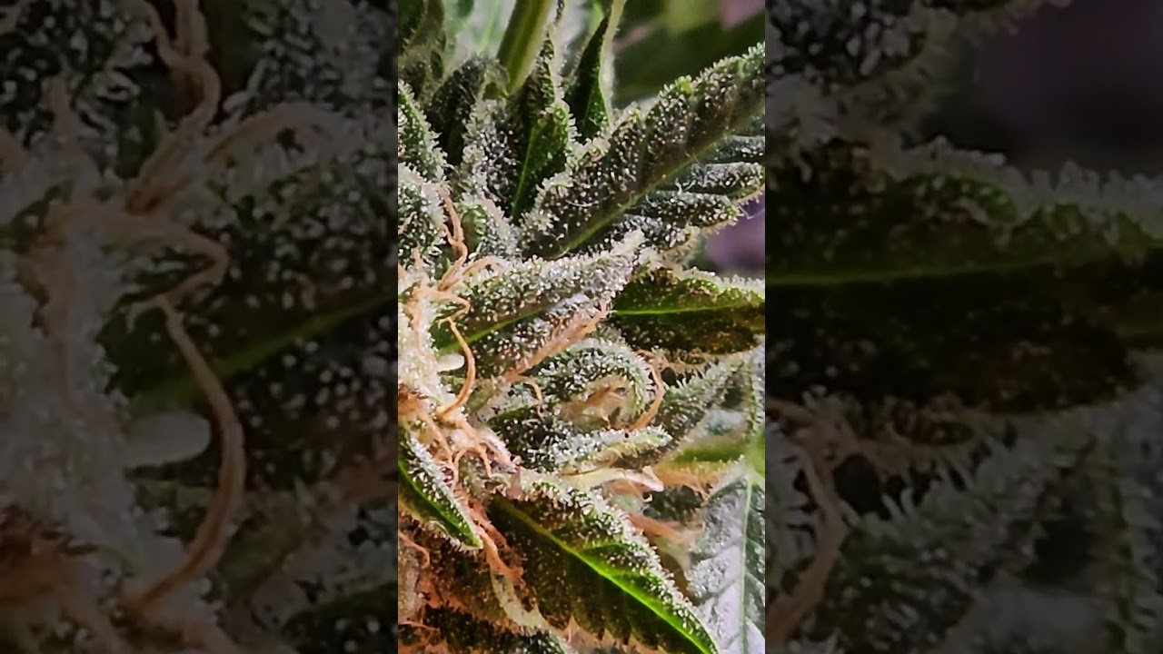 Sour Diesel Auto Dutch Passion Seed Harvest