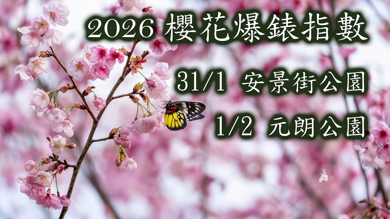 2026 櫻花 / 爆錶指數 / 安景街公園 / 元朗公園