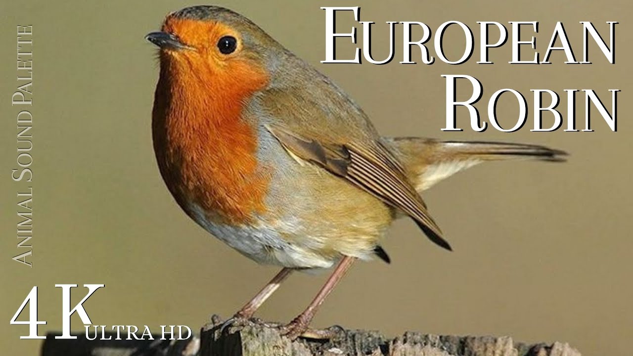 BIRD SOUNDS * European Robin (Erithacus Rubecula) * Animal Sounds Palette * 4K Ultra HD