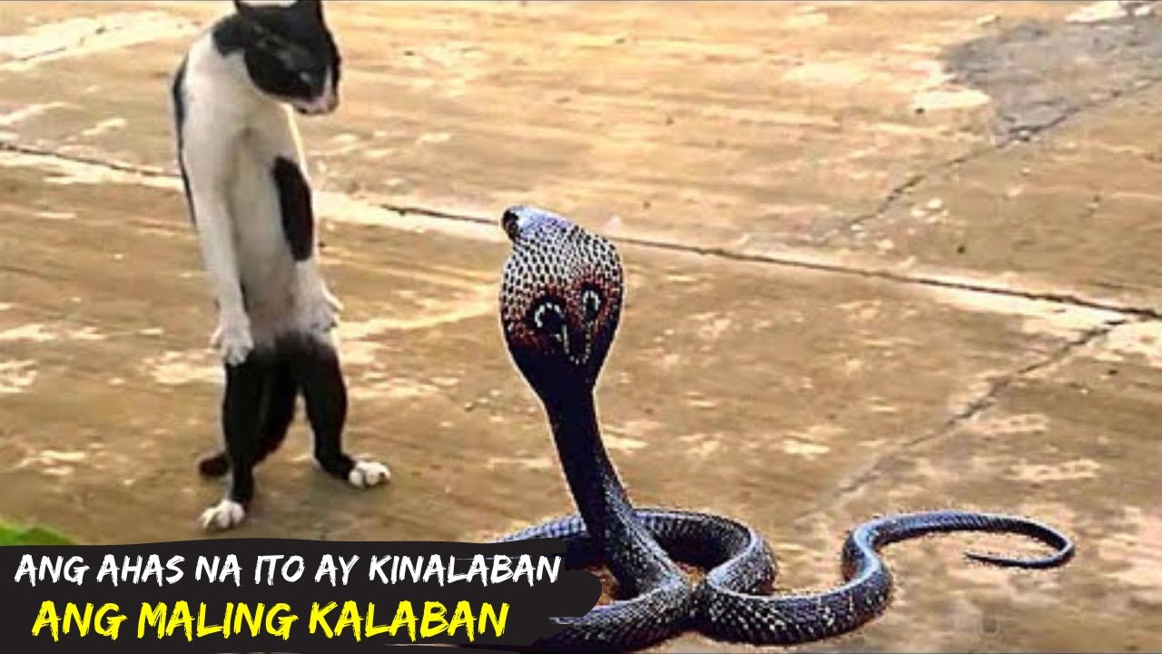 Akala ng Ahas na ito Kaya Niya Ang Pusa / Ahas na Kinalaban Ang Maling Kalaban