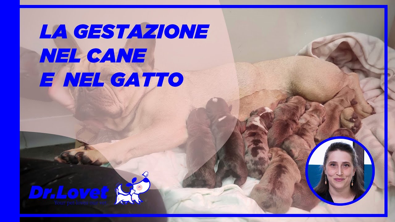 La gestazione nel cane e nel gatto. Piccoli consigli per un serena gravidanza