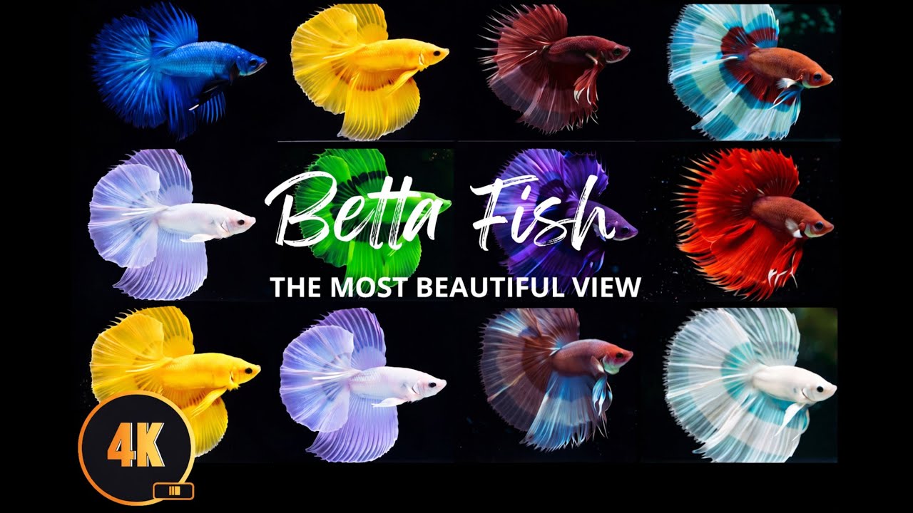 The Most Beautiful Betta Fish Varieties in the World🐠✨ ❤️| 4K Macro Cinematic Showcase