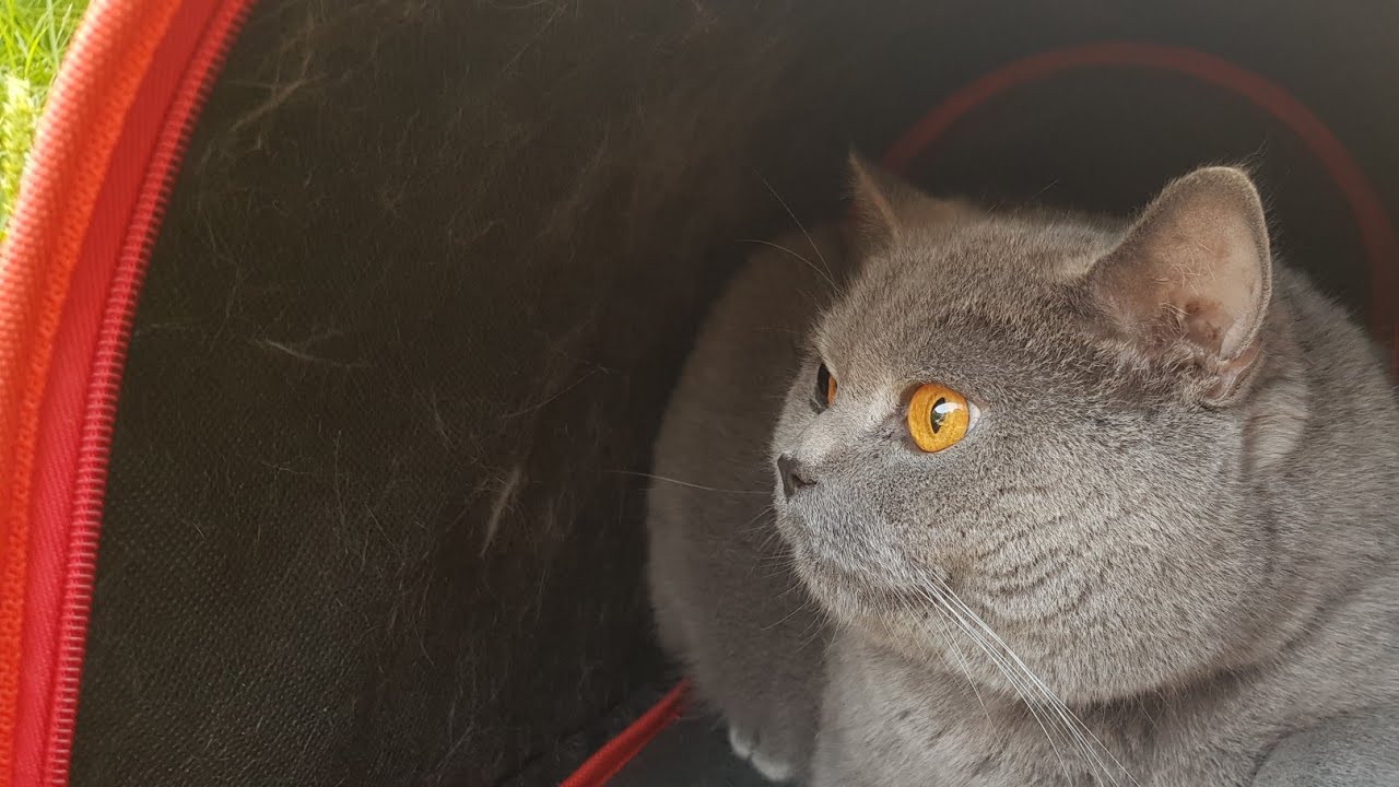 Вынесли кота погулять 🙈😁
