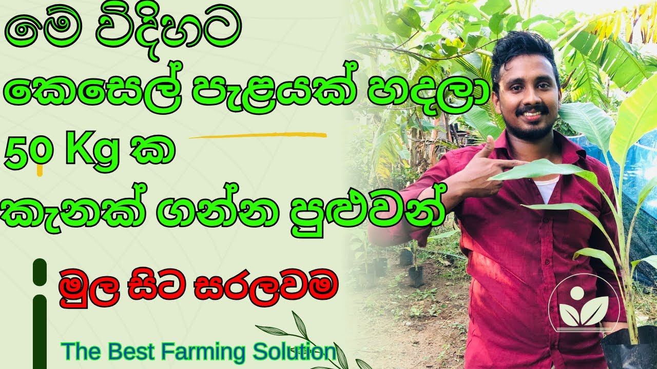 කෙසෙල් වගාව මුල සිට සරලවම ඉගෙනගන්න / සුපිරිම ආදයමක් ගන්න පුළුවන් කෙසෙල් වගාවක් දැන්ම පටන් ගන්න