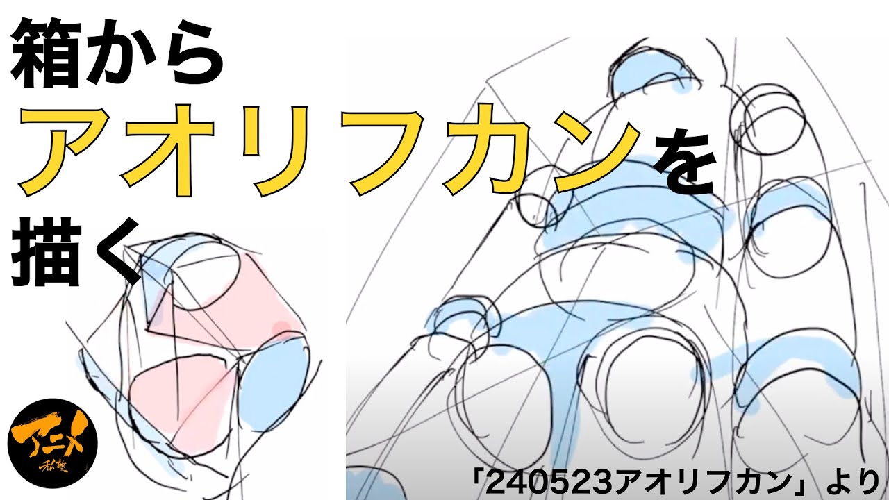 箱からアオリフカンを描く※240523