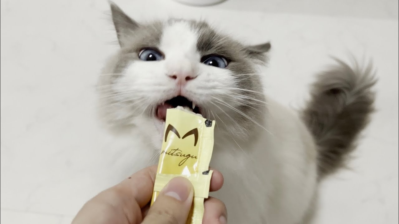 退院後にラグドール猫と再会したらかわいすぎた。