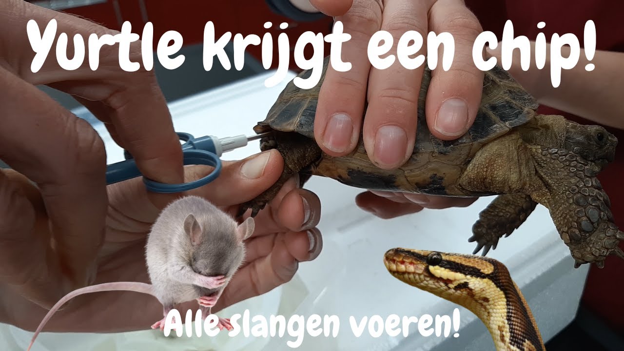 Alle Slangen Voeren & Met Yurtle Naar De Dierenarts!