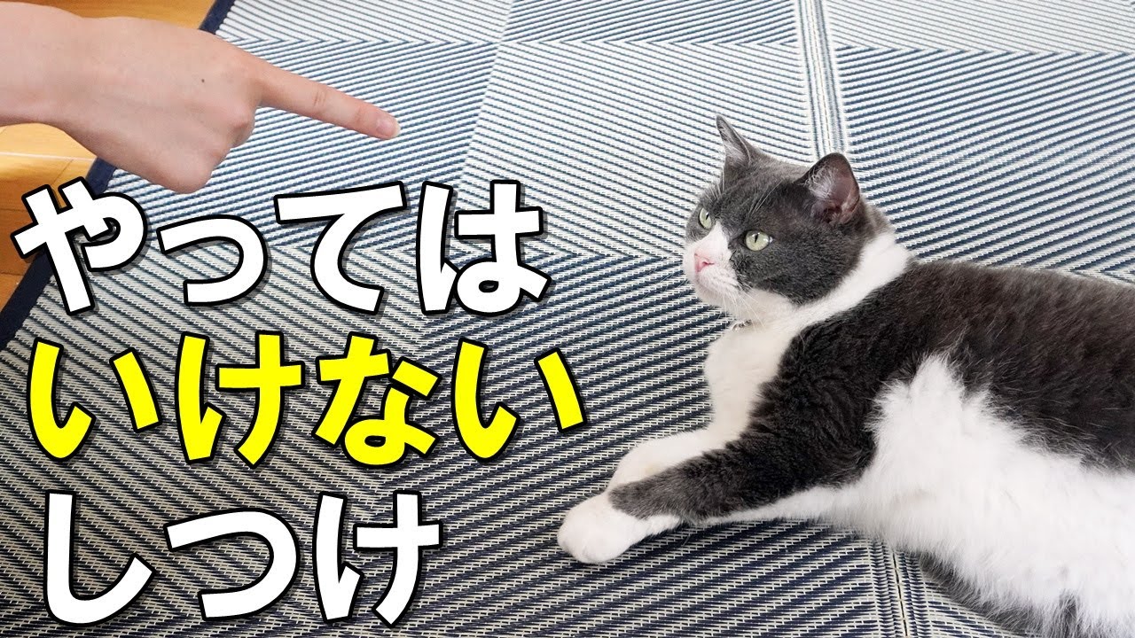 【要注意】猫にやってはいけないしつけ方！猫のイタズラに効果的な対処方法を紹介【保護猫】