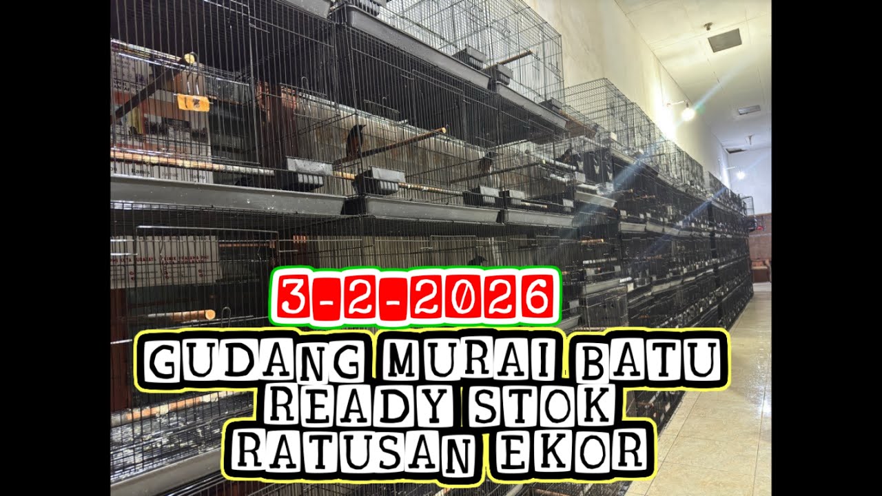 GUDANGNYA MURAI BATU READY STOK RATUSAN EKOR 2-2-2026