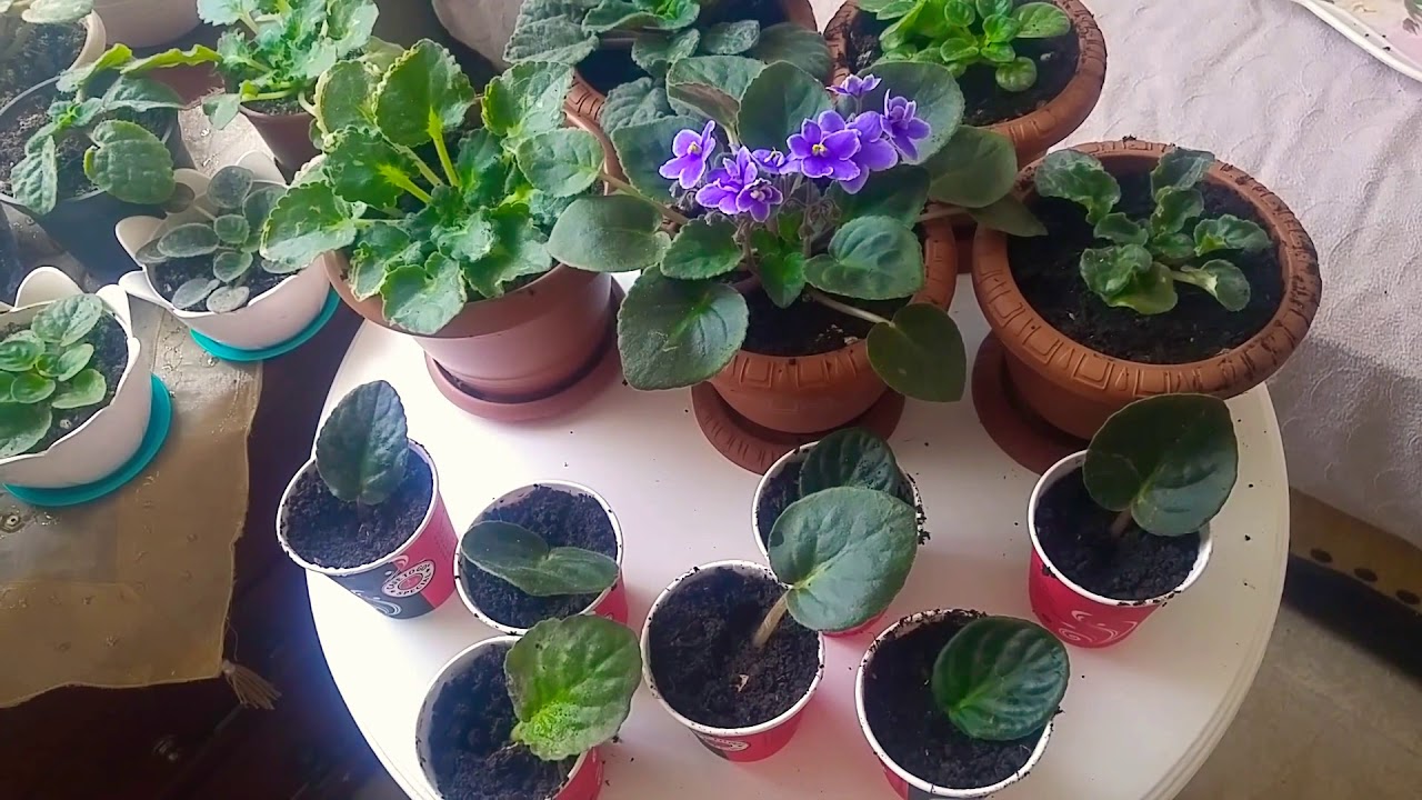 Menekşe çoğaltma yapraktan nasıl yapılır. Menekşe saksısını nasıl değiştiririz? Africa Violet