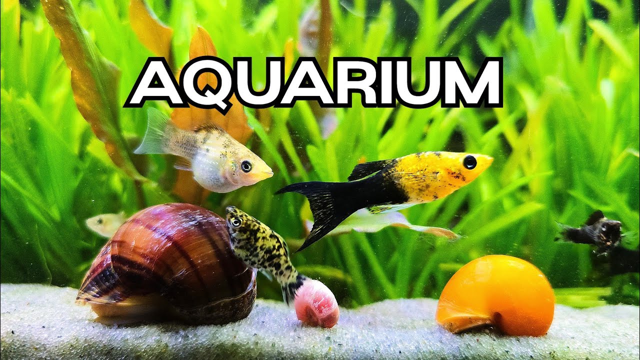 🔴LIVE Relaxing Aquarium🐟Calming Water Sounds for Work, Study & Sleep