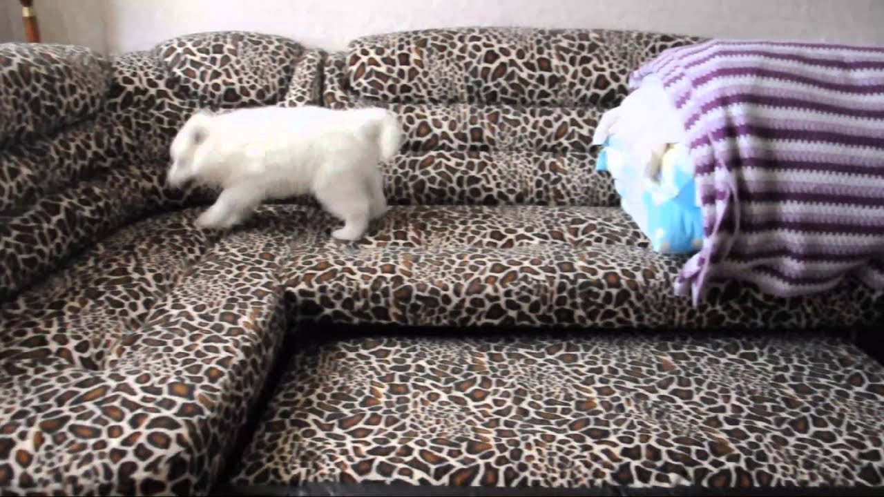 Oskar samoyed 1st week at new home | Оскар самоед