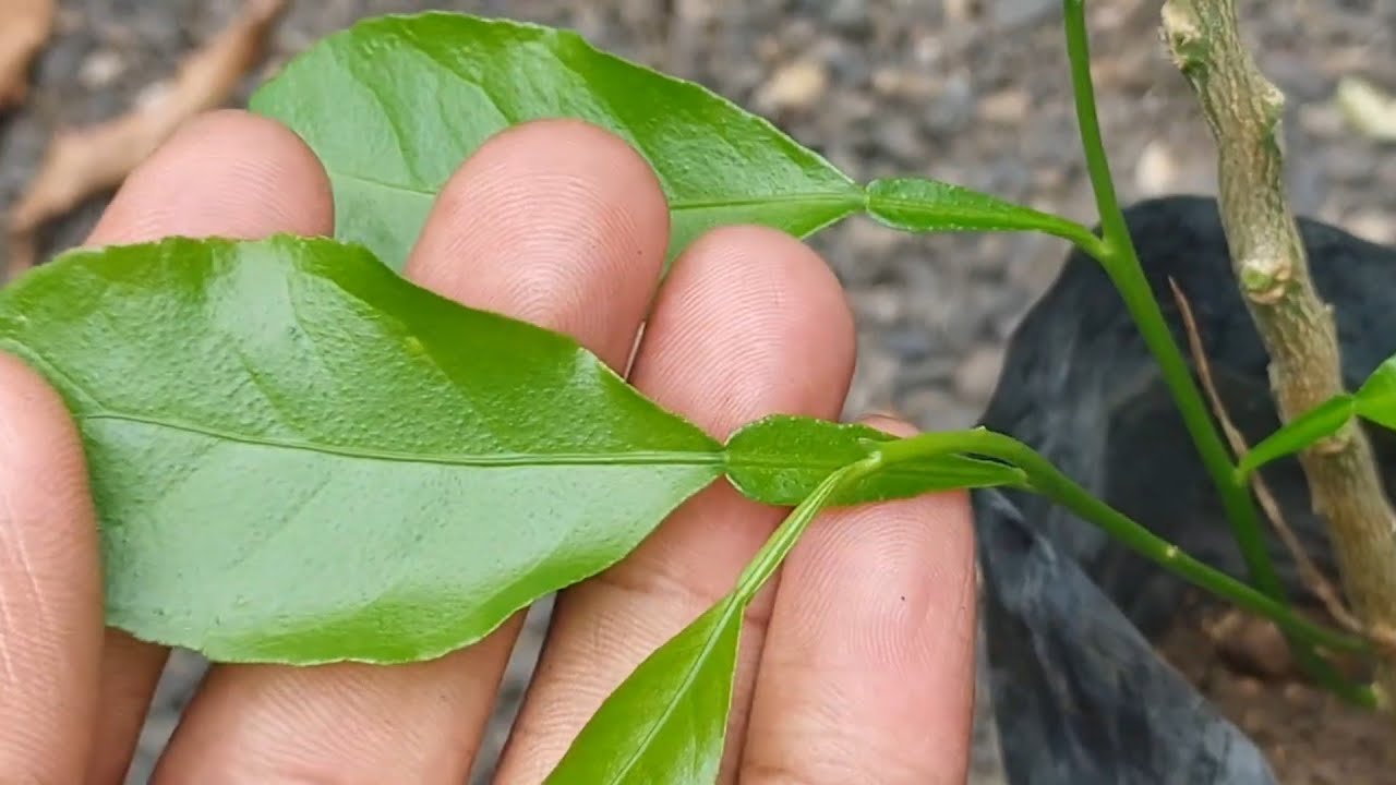 Episode  :- 4 एलीमो रूटस्टोक की पहचान Alemow Rootstock Microbudding 🍊🍈 #farming