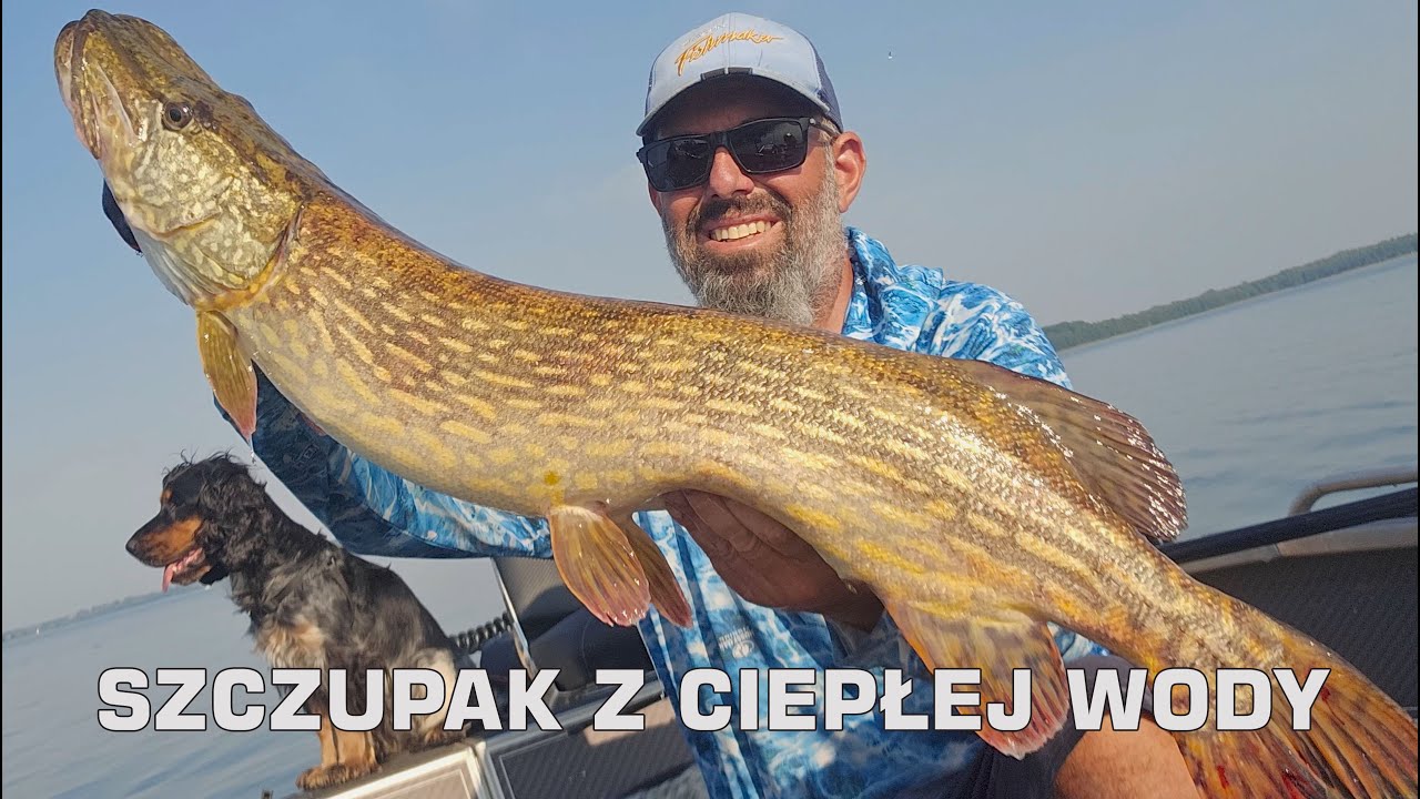 Szczupaki z ciepłej wody