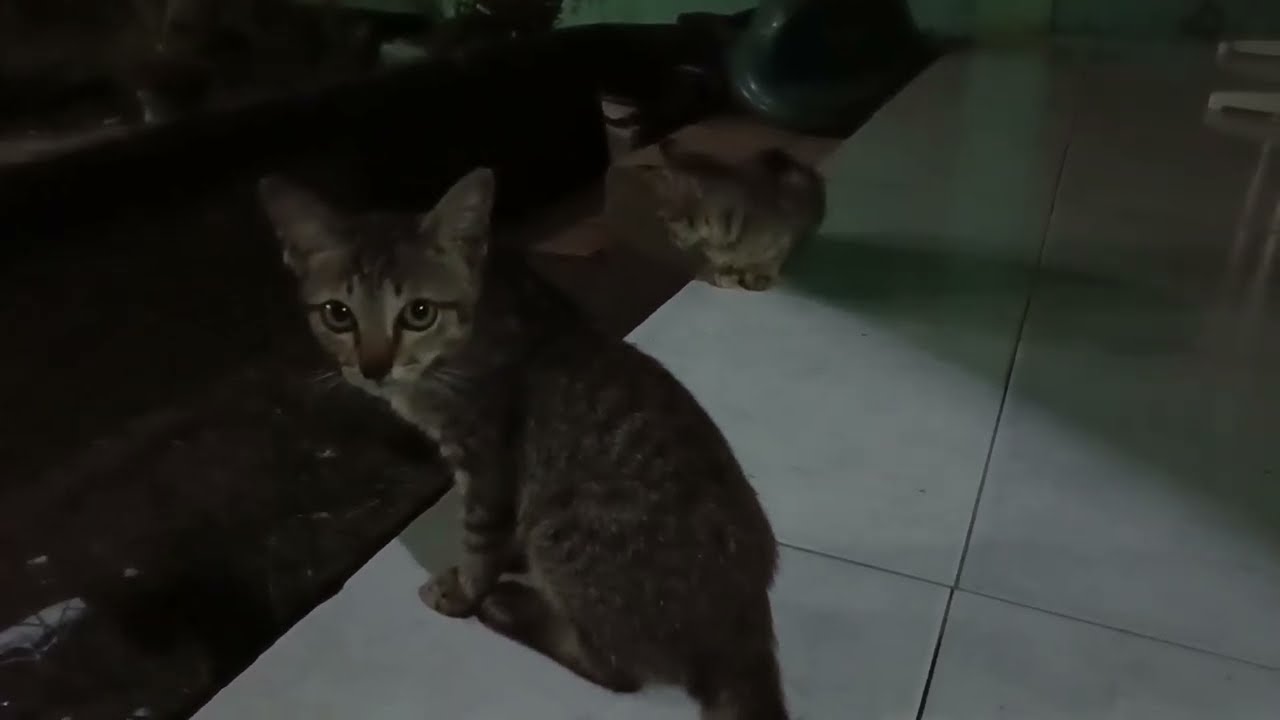 Cats enjoy the night, no enemy so happy.. Kucing malam yg Bahagia