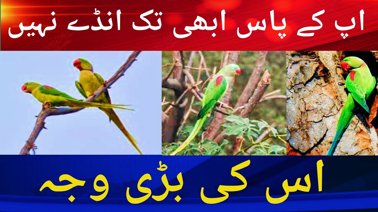 Raw parrots Ringneck Parrots eggs Lying Late. اپ کے پاس ابھی تک انڈے نہیں ائے اس کی بڑی وجہ