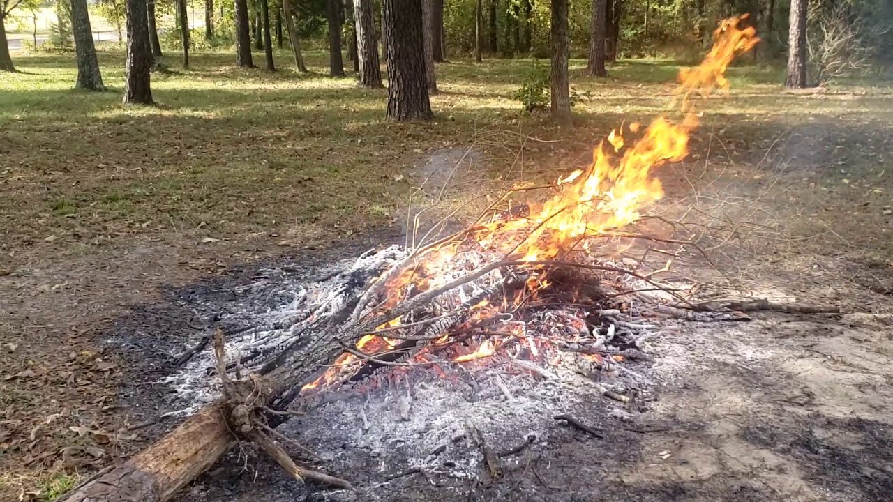 Burning Stuff 1006: My Willow Tree