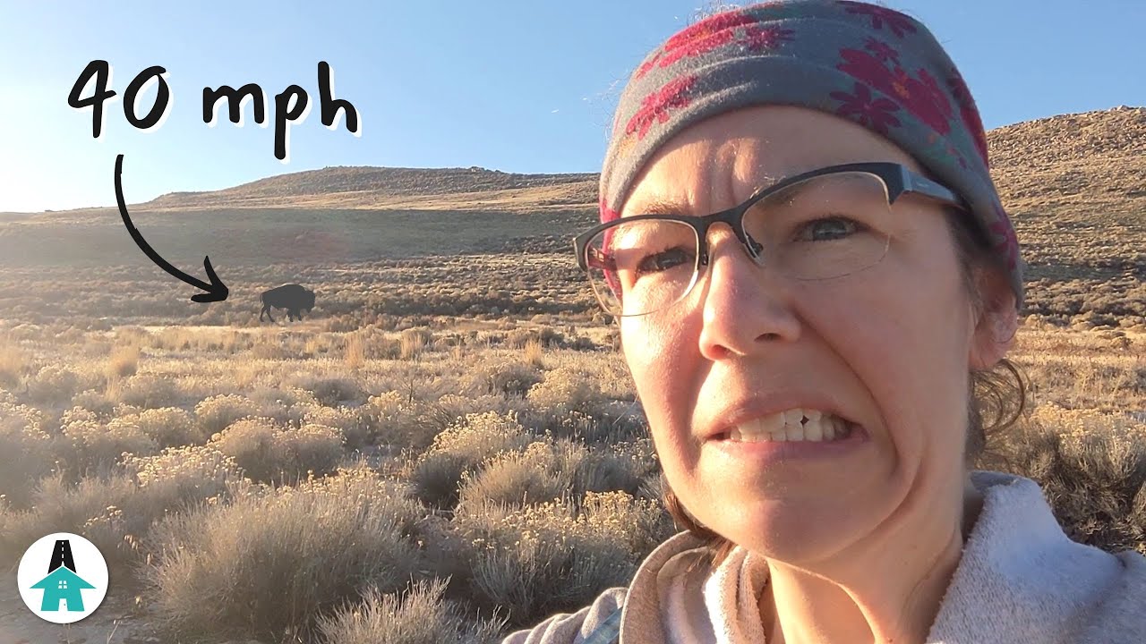 Charged by a bison. Adventures on Antelope Island