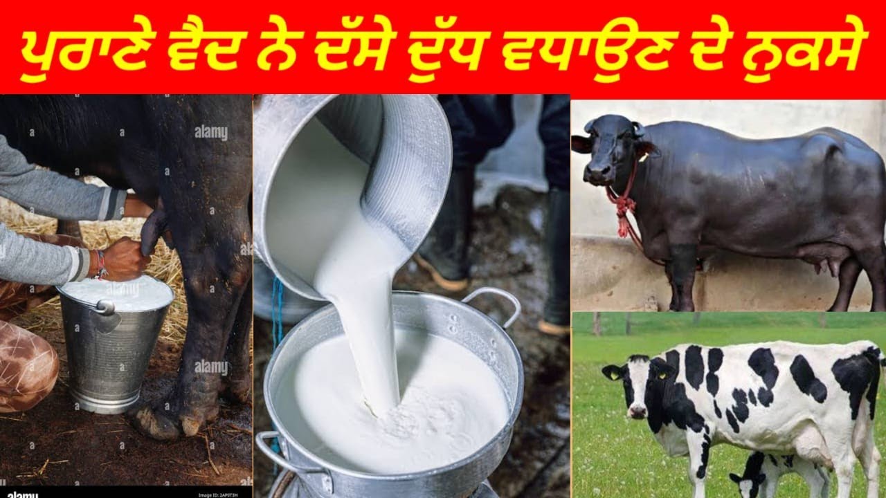 ਪੁਰਾਣੇ ਵੈਦ ਨੇ ਦੱਸੇ ਦੁੱਧ ਵਧਾਉਂਦੇ ਨੁਕਸੇ Kudrat dairy farm Dr Sukhchain singh #newvideo #dairyfarm