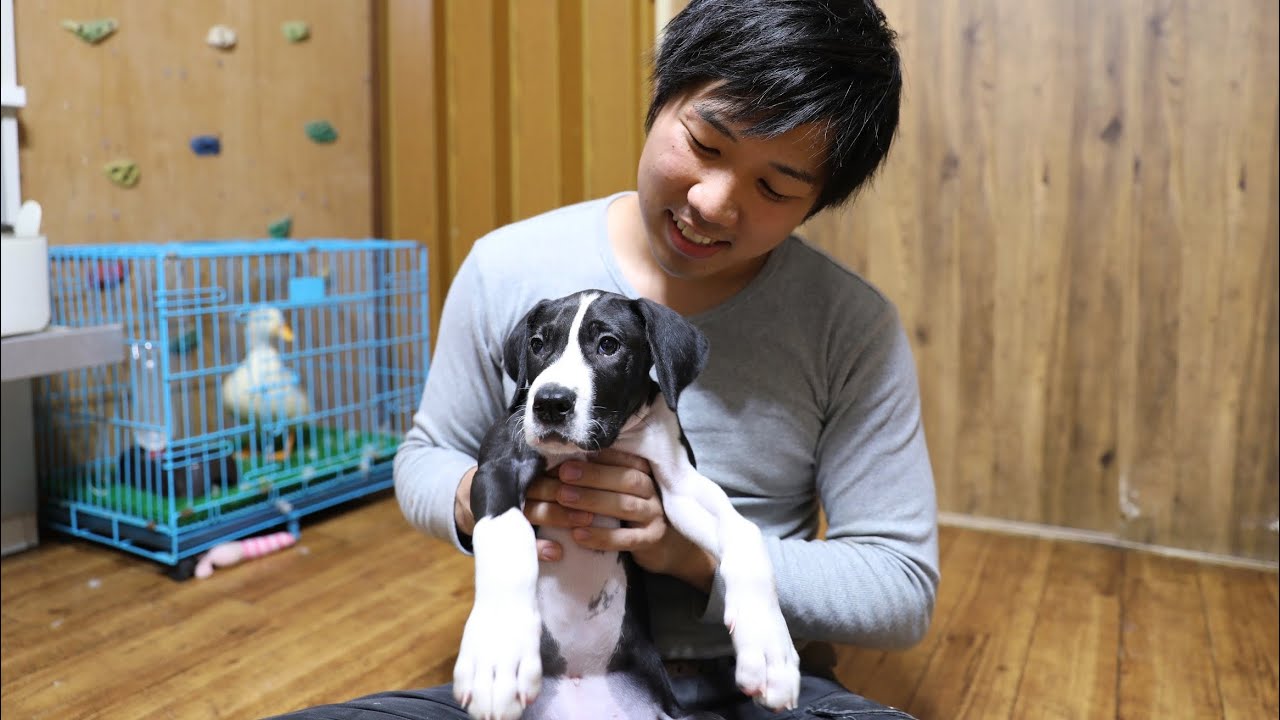 世界一大きくなる犬、グレートデンの子犬が既にでかい