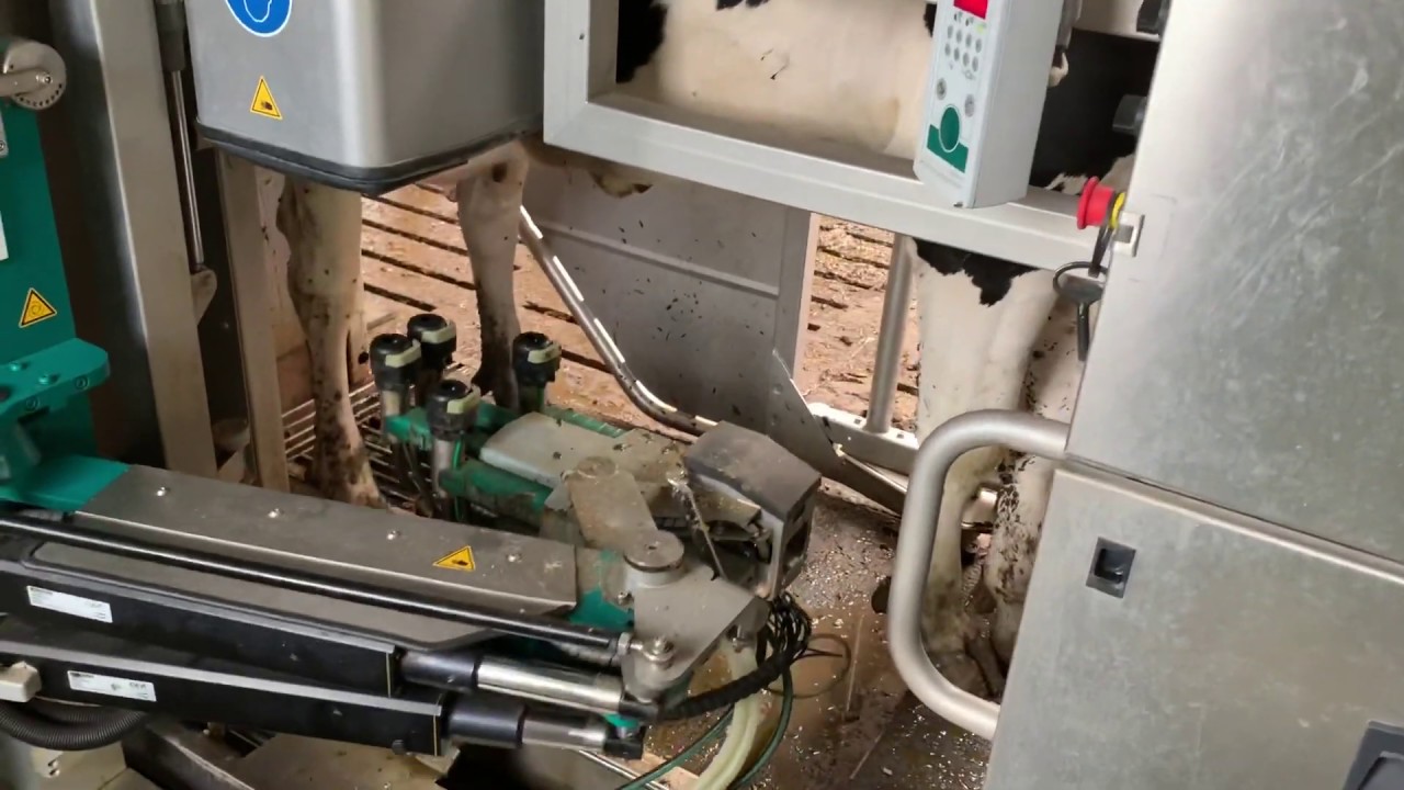 Gea MIone melkrobot 3 koeien tegelijk