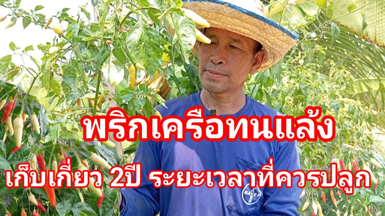 เกษตรกรเมืองอุบลฯปลูกพริกเครือทนแล้ง สร้างรายได้ตลอด มีกินทั้งปี