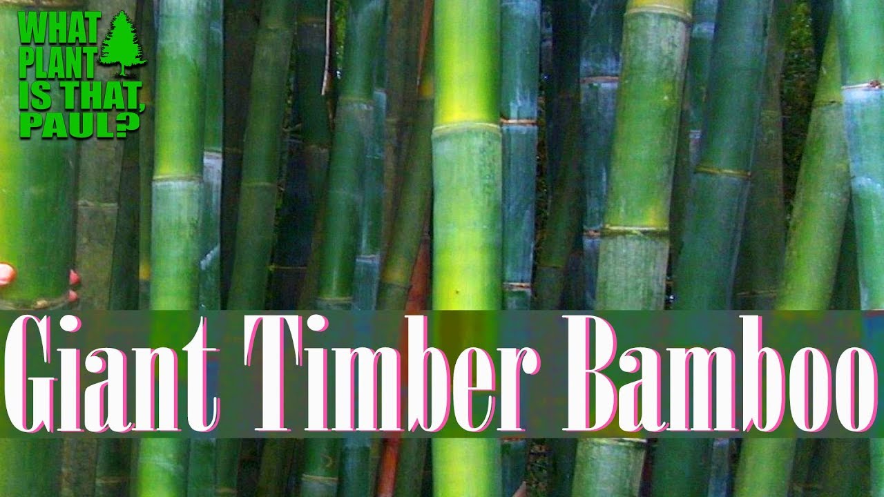 My Giant Timber Bamboo is starting to Flourish. ( Bambusa oldhamii update )