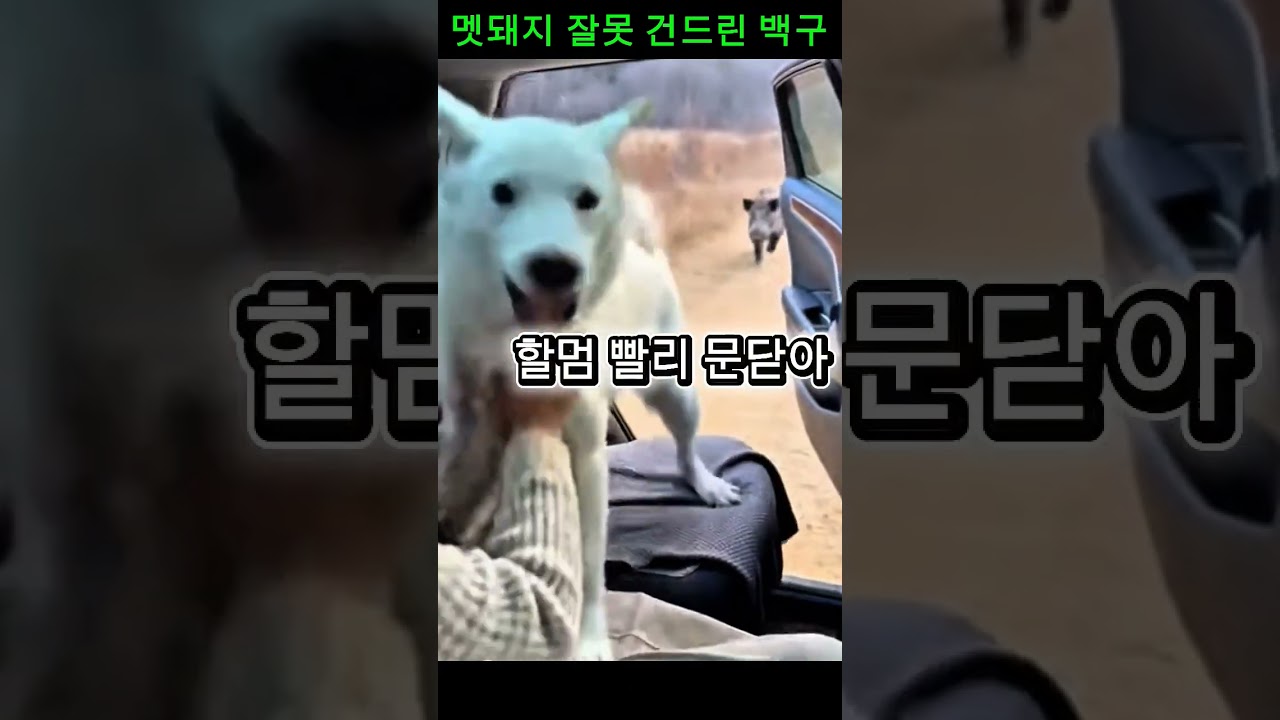 멧돼지 앞에서 전력질주한 백구의 선택,Wild Boar Chase Ends in Seconds 