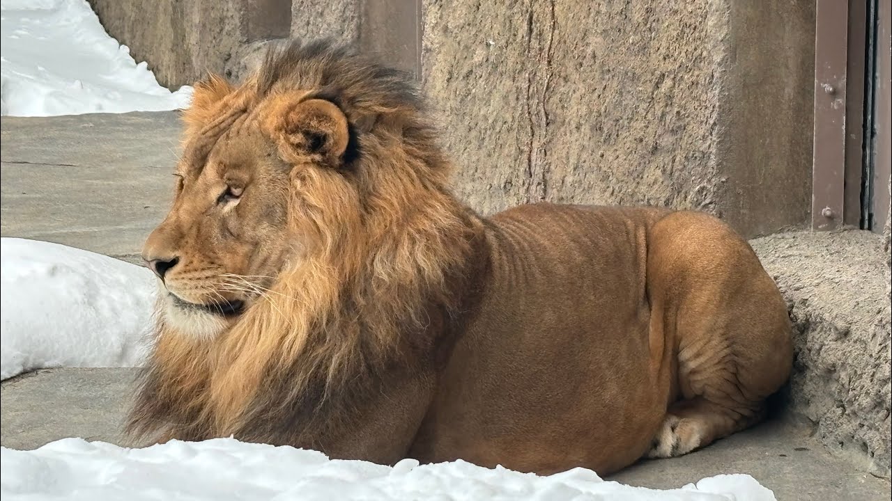 円山動物園ライオンパーチェ体重測定の日　211kg