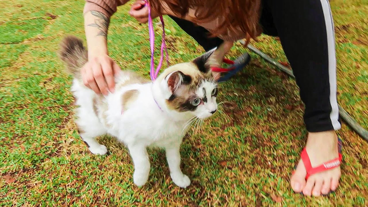 PRIMEIRA VEZ dos GATINHOS na GRAMA!! ESSE DIA CHEGOU...