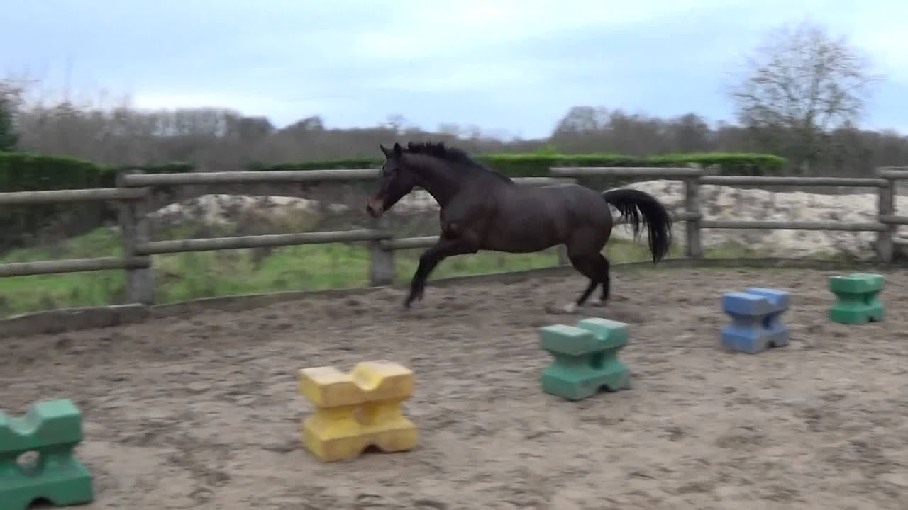 CREME DE QUIR ROYAL - ECURIES LE COMTE SAUT EN LIBERTE 2 (2015 12 20)