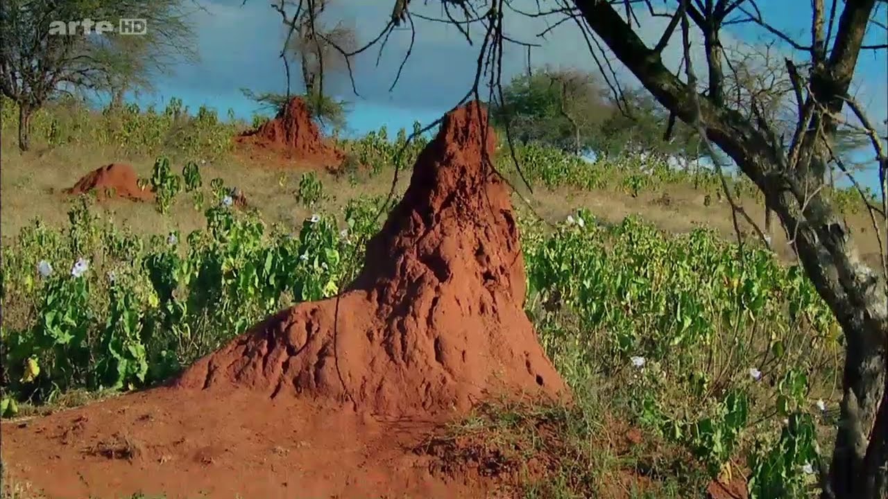 Le monde secret des termites