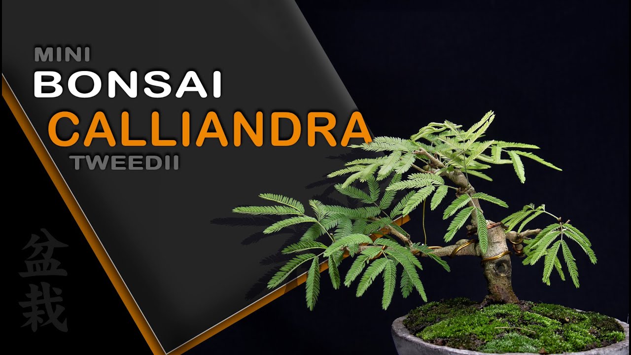 Мини-Бонсай - Calliandra Tweedii: Bonsai SP